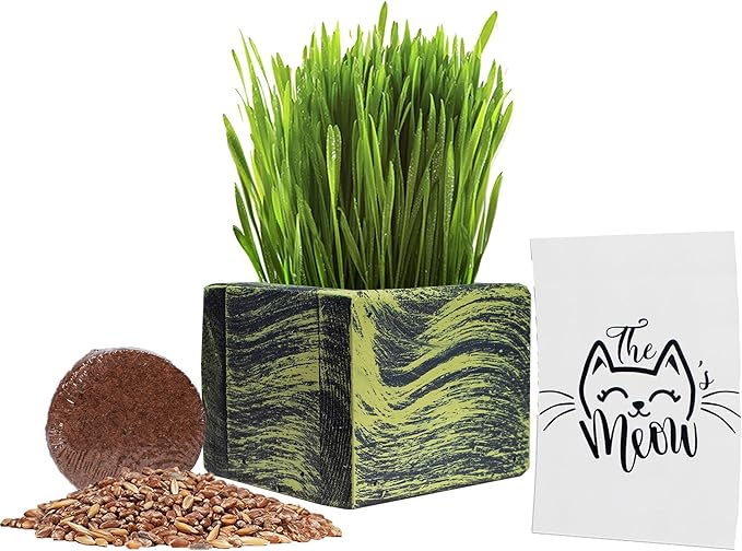 Cat Grass for Indoor Cats - Best Value Organic Cat Grass Starter kit, USA Made Cedar Planter, Organic Wheatgrass Seed and Soil in a Gift Box (Mossy Green)