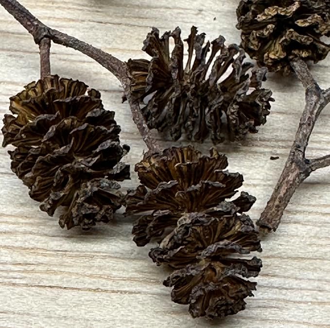Awesome Aquatic 25 Alder Cones, Blackwater, Betta Shrimp Habitat | Natural tannins Botanicals Softwater Leaf litter Biofilm surface Water enrichment Natural décor Easy to use
