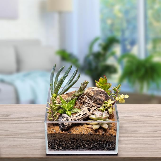 Natural Cholla Wood - Driftwood for Aquariums, Air Plant Base, Hermit Crab and Freshwater Shrimp Hideout, Fish Tank Decoration, Chinchilla Chews, Reptile Habitat Wood - 6 Inch, 5pc