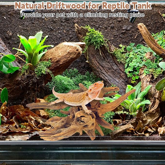PINVNBY Natural Large Driftwood for Aquarium Fish Tank Decorations, Driftwood for Reptile Tank Bearded Dragon Tank Accessories Terrarium Decor (10 to 14 inches / 2 Pack)