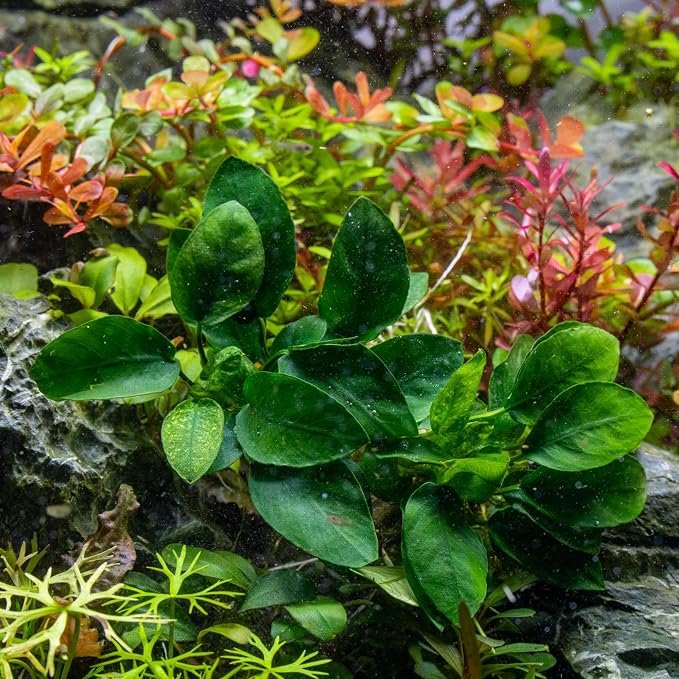 Anubias Live Aquarium Plants - Potted Freshwater Plant for Fish Tanks, Terrariums - Beginner Friendly Low Light (Spear Leaf, 3 Pots)