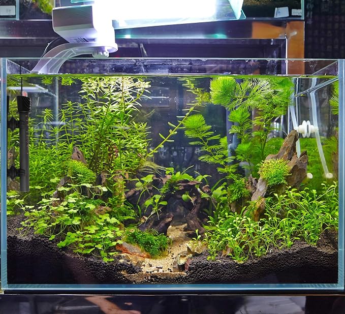 IOAOI Aquarium Heater for Fish Tank 50W for up to 20 Gallons Tanks Shatterproof for Both Marine and Fresh Water Engineering Plastic Tube Outside and Stainless Steel Tube Inside Temperature Adjustable