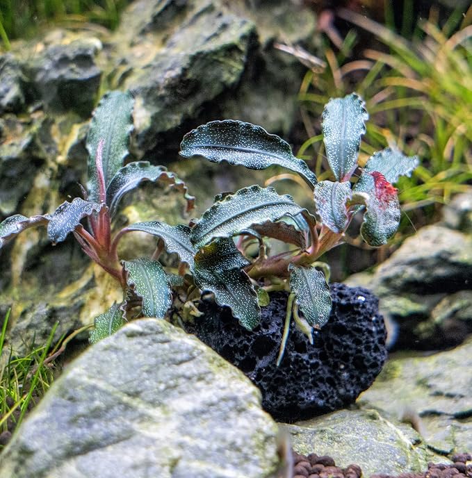 Live Planted Decor - Bucephalandra Godzilla (Bucephalandra sp.) on Lava Stone (Framed) - Dark Green Leaves with Ruffled Edges Aquatic Plant, Low to Medium Light for Aquascaping, 1 Pack