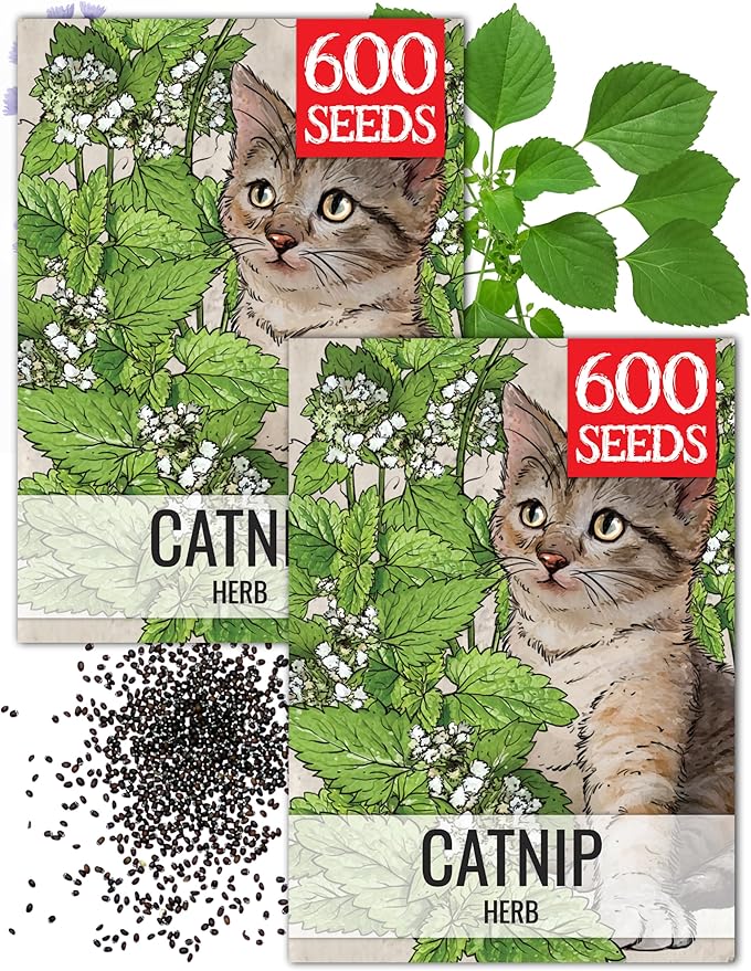 Seed Needs Catnip Seeds for Planting Nepeta cataria - Non-GMO Heirloom & Untreated Herb Seed to Plant & Grow an Outdoor Home Grown Garden (2 Packs)