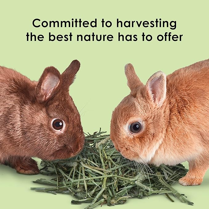 Kaytee Timothy Hay, High Fiber, Grown Specifically for Small Animals, Rabbits, Guinea Pigs, Chinchillas, 96 Ounces