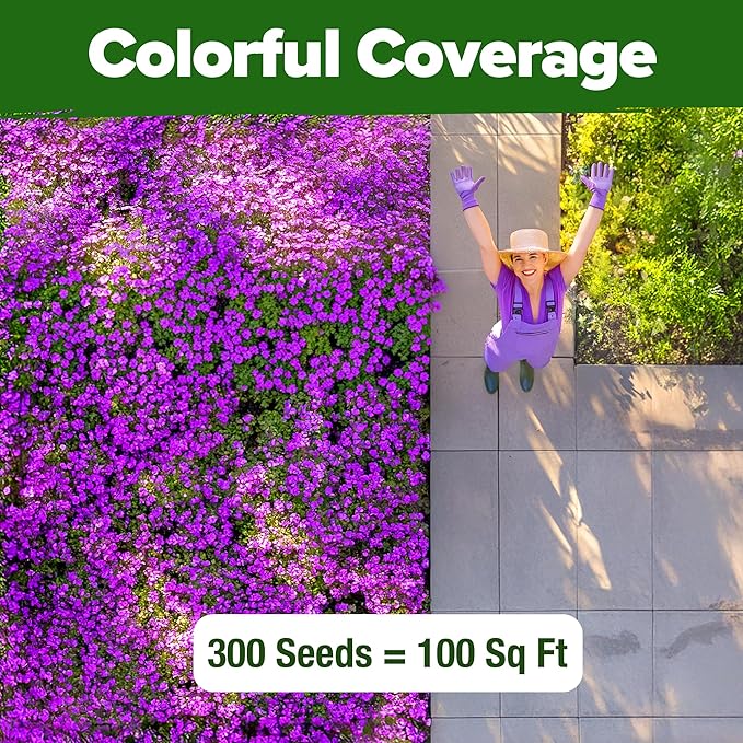 HOME GROWN Aubrieta Rock Cress Purple, Flowering Ground Cover Seed Pack, Non GMO Perennial Cress Seeds for Planting Outdoor Lawn Gardens 300 Aubrieta deltoidea Flower Seeds