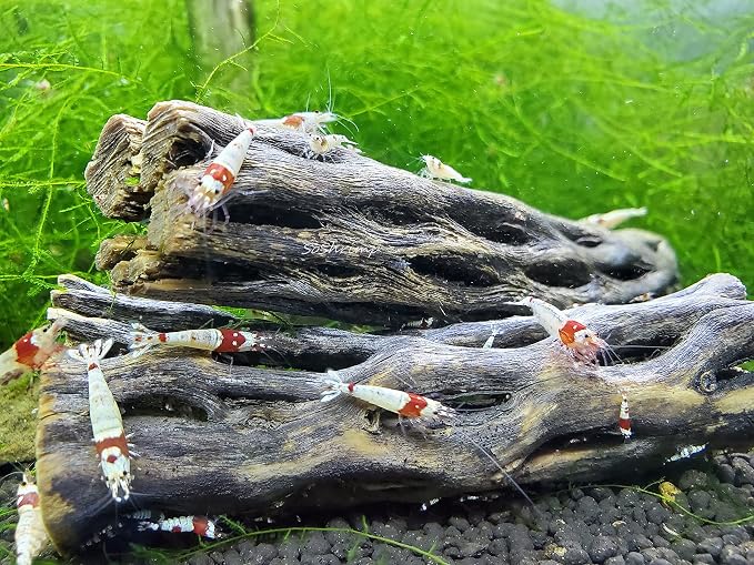 Natural Cholla Wood for Aquarium Decoration Shrimp and Fish Tank (4 Inch (5 Pack))