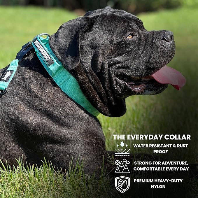 Heavy Duty Dog Collar, Tactical Dog Collar, Dog Collar for Large Dogs, Waterproof Dog Collar, Dog Training Collar, Quick-Release Metal Buckle, Adjustable Sizes – BULLYBREED (Aquamarine, Large)