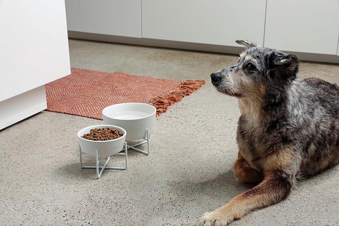 Waggo Simple Solid Dog Bowl and Dog Bowl Stand - Single Iron Stand with Single Ceramic Feeder or Water Bowl (Matte Black, Medium)