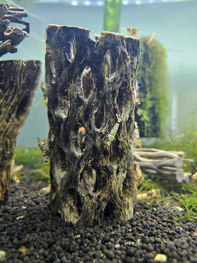 Natural Cholla Wood for Aquarium Decoration Shrimp and Fish Tank (4 Inch (2 Pack))