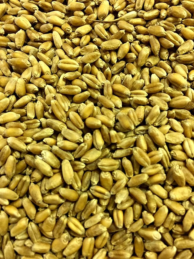 Thunder Acres Wheat Seed, Glysophate Free, Non GMO, Wheatgrass, Hard Red Winter Wheat Berries (5lbs)