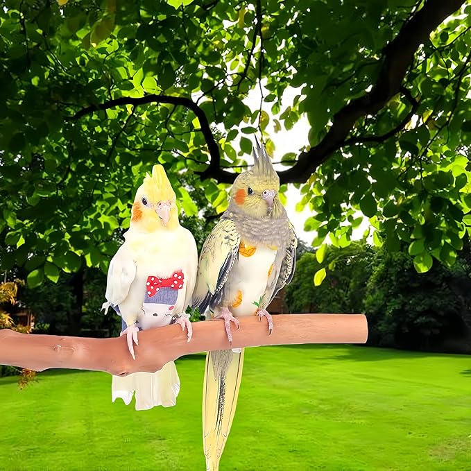 2Pcs Bird Diapers Bird Harness Flight Suits Diapers with 80 Inch Flying Leash Parrot Nappy Washable Cute Urine Wet Suit for Cockatiel Conure Macaw Budgies Parakeet-Kitten&Watermelon,M
