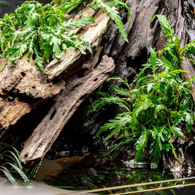 Ultum Nature Systems Driftwood - Dragon Drift Wood for Fish Tank, Planted Tank, Terriarium, Paludarium - Versatile Natural Driftwood Decor, Events Wood Centerpiece - Dragon Wood, M 11-16", 5 Pack