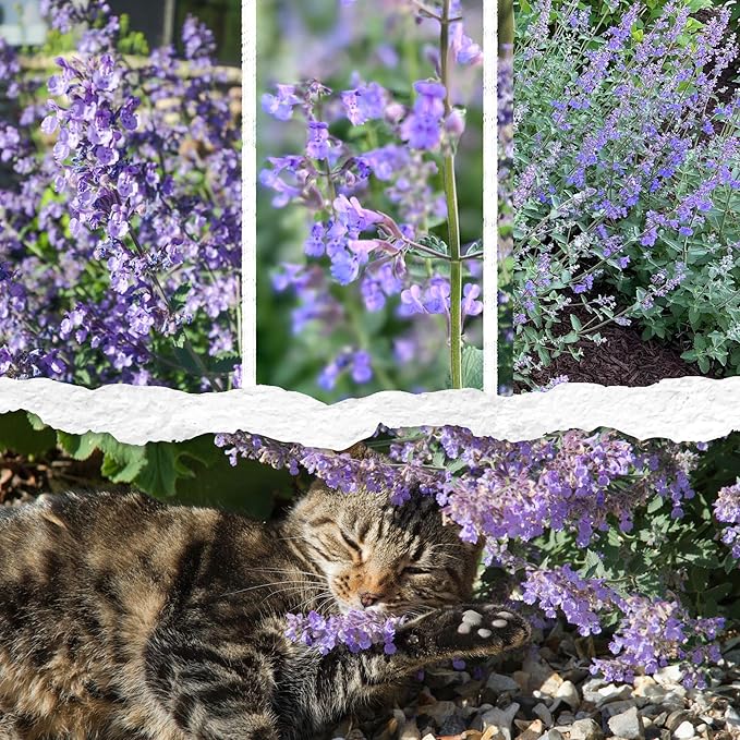 Seed Needs Catmint Seeds for Planting an Indoor/Outdoor Herb Garden - Non-GMO Heirloom & Untreated Herbal Plants - Great for Cats Nepeta mussinii (1 Pack)