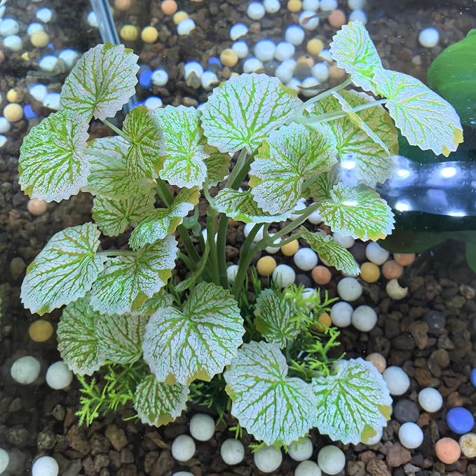 M2cbridge Fish Tank Plastic Soft Grass Water Plants 2pcs Serrated Leaf | zero maintenance, soft without scratching, healthy underwater home