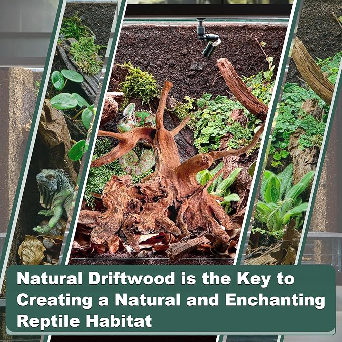 Natural Wood Driftwood for Aquarium Fish Tank Decor,Assorted Driftwood Trunk Branch for Reptile Tank Decor (LLM-Driftwood (10 to 12 Inch)-Pack of 2)