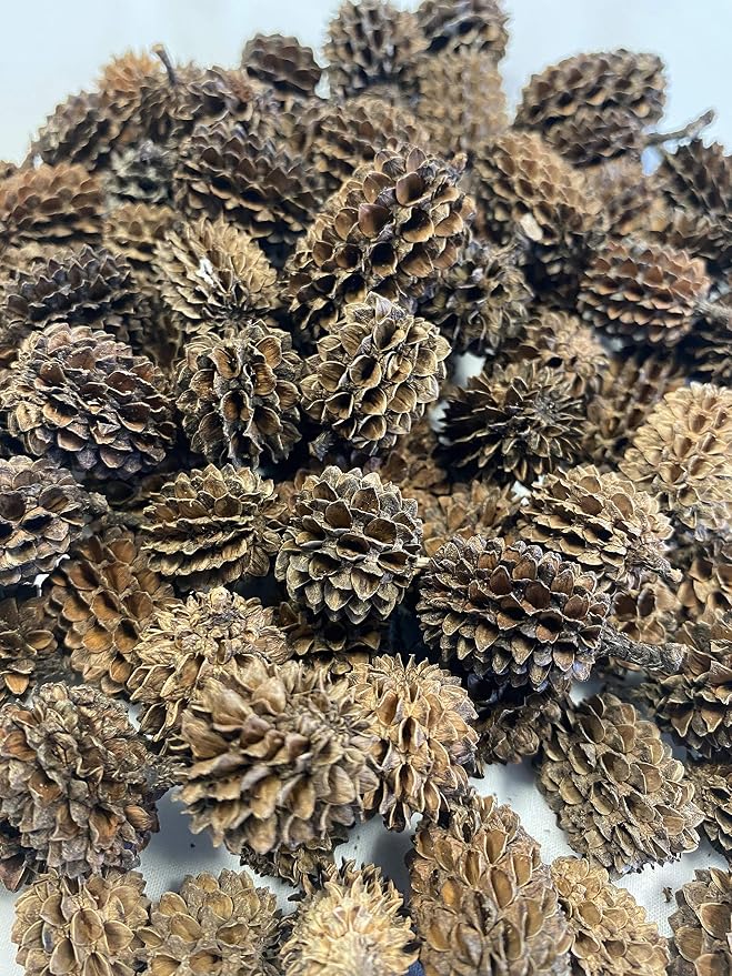 Awesome Aquatic 50 Casuarina Cones, Blackwater, Betta Shrimp Habitat | Larger than Alder Botanicals Natural tannins Blackwater habitat Leaf litter Longer lasting biofilm Natural décor Easy to use