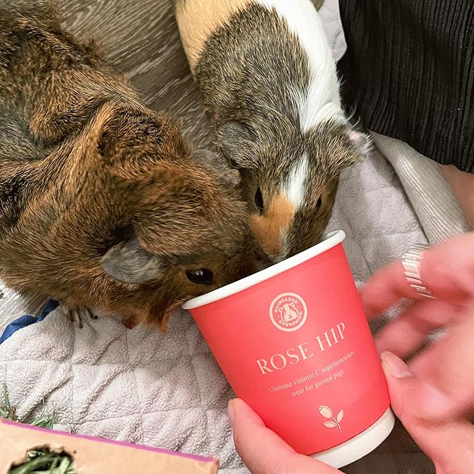 GuineaDad Organic Guinea Pig Herbal Treats - Guinea Pig Food with Convenient Packaging - Rose Hip Flavor - 16 fl oz - Guinea Pig Treats Help with Bonding - High in Nutrition, Immune Support - Large