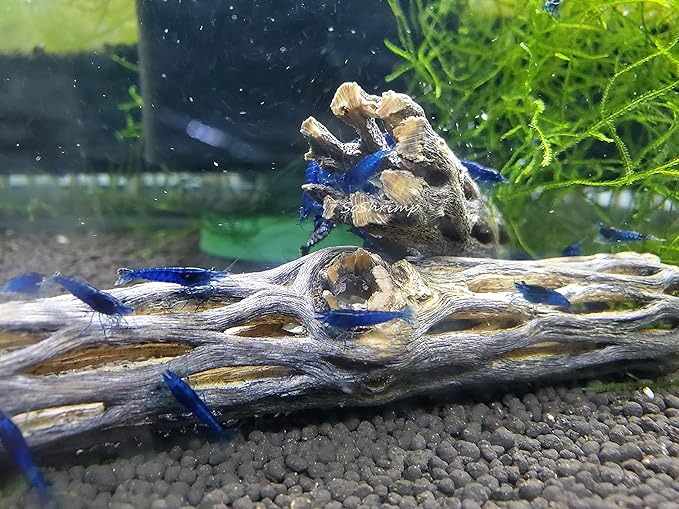 Natural Cholla Wood for Aquarium Decoration Shrimp and Fish Tank (4 Inch (5 Pack))