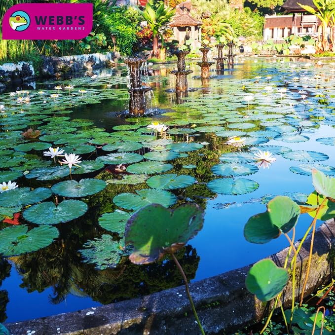 Webb's Water Gardens Pond Maintenance Packets with Barley - Natural Pond Care for Large Ponds & Lakes - Safe for Koi & Fish - 20 Packets - Treats 1/4 Acre for 2.5 Months