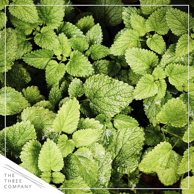 Live Aromatic and Edible Herb - Mint (4 Per Pack), Naturally Improves Breathing and Air Quality, 8" Tall by 4" Wide