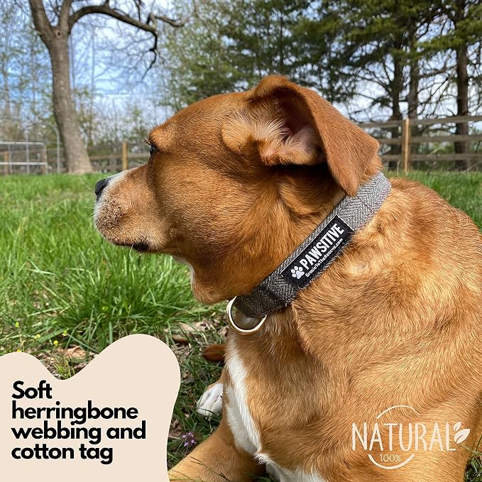 Pawsitive Wool Dog Collar - Hypoallergenic Dog Collar, Great Dog Collar for Sensitive Skin, Soft Collar for Dogs, Soft Organic Dog Collar Eco-Friendly (Medium, Beige and Leash)