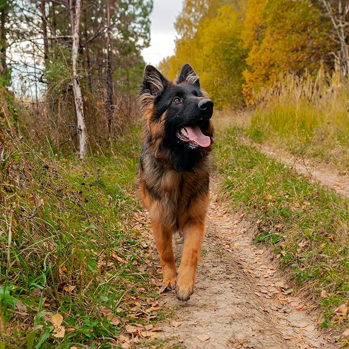 Rhino Wax - Dog Paw Trail Wax 2oz - Use Before Taking Dogs on a Hike - Balm Helps Protect Against Rocks, Uneven Terrain, Thorns, Glass - Moisturizes and Improves Elasticity - Lick-Safe - Made in USA