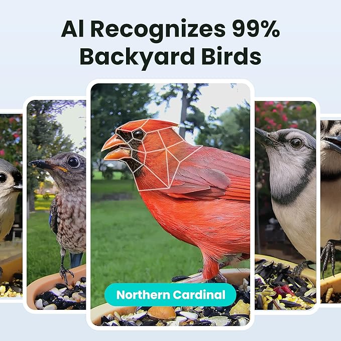 Birdfy Smart Bird Feeder with Camera for Rookie, Camera Bird Feeder Dual Night Vision, AI Recognition IP66 Waterproof for BirdLovers
