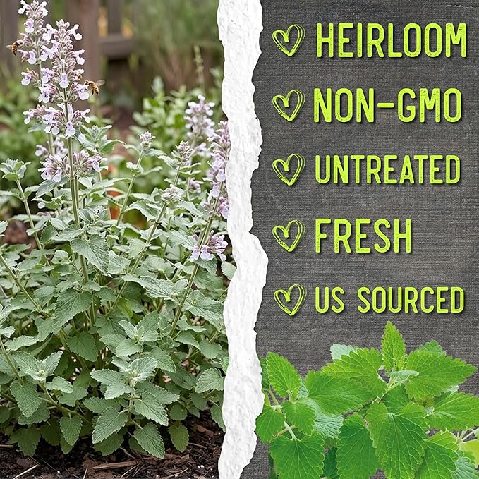 Seed Needs Catnip Seeds for Planting Nepeta cataria - Non-GMO Heirloom & Untreated Herb Seed to Plant & Grow an Outdoor Home Grown Garden (2 Packs)