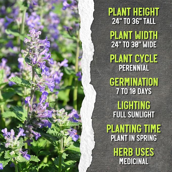 Seed Needs Catmint Seeds for Planting an Indoor/Outdoor Herb Garden - Non-GMO Heirloom & Untreated Herbal Plants - Great for Cats Nepeta mussinii (10 Packs)