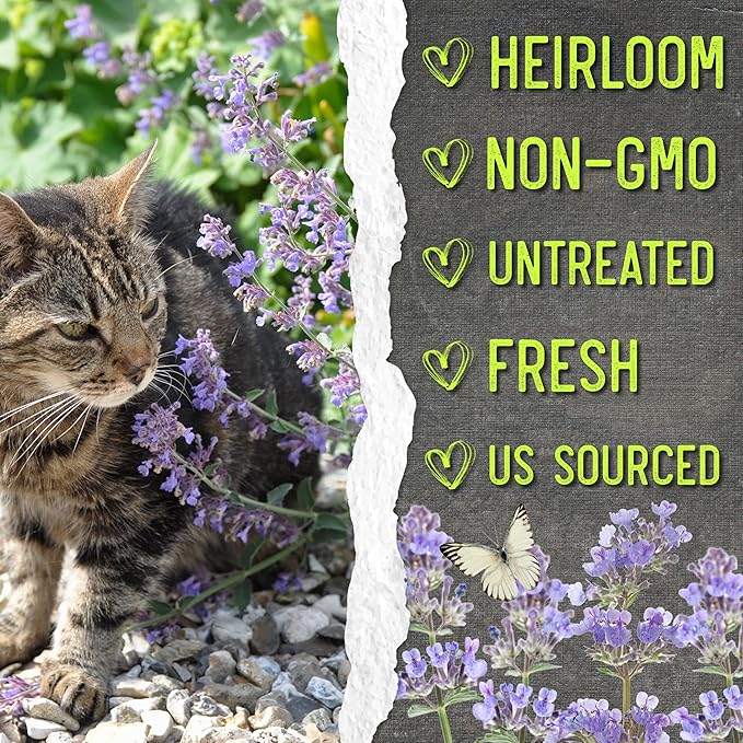 Seed Needs Catmint Seeds for Planting an Indoor/Outdoor Herb Garden - Non-GMO Heirloom & Untreated Herbal Plants - Great for Cats Nepeta mussinii (2 Packs)