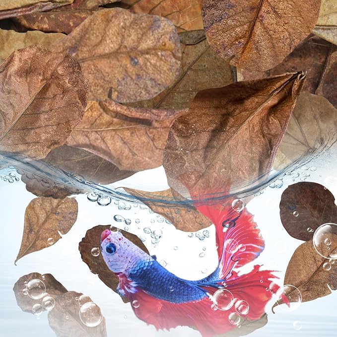 100 Pcs Large Catappa for Fish, 5-8 Inch 250g Lndian Almond Leaves | Creates Native Environment for Aquarium Shrimp Tank Decorations Water Beta Fish Water Conditioner