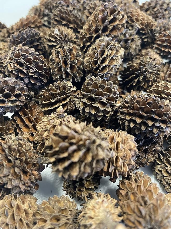 Awesome Aquatic 50 Casuarina Cones, Blackwater, Betta Shrimp Habitat | Larger than Alder Botanicals Natural tannins Blackwater habitat Leaf litter Longer lasting biofilm Natural décor Easy to use