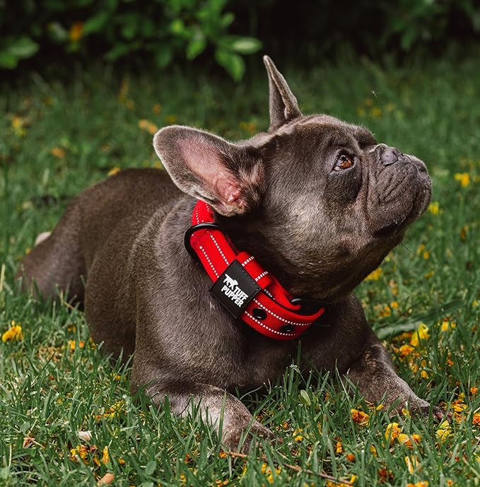Tuff Pupper Heavy Duty Tactical Dog Collar | 1.25" Wide Ballistic Nylon | Reflective Stitching | Integrated ID Tag Holder | Stainless Steel Buckle | Padded Lining | Small & Medium Dogs (Red, Small)