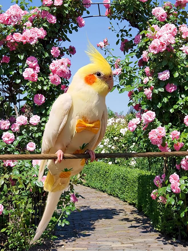 2Pcs Bird Diapers Bird Harness Flight Suits Diapers with 80 Inch Flying Leash Parrot Nappy Washable Cute Urine Wet Suit for Cockatiel Conure Macaw Budgies Parakeet-Pineapple&Watermelon,S
