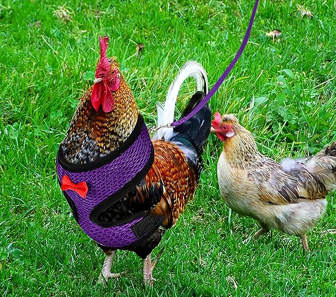 3 Pack Chicken Harness and Leash Set Adjustable Hen Vest with Matching Belt Breathable Mesh Training Harness Pets Leash for Hens Duck Goose Small Pet-Green&Purple&Blue,M