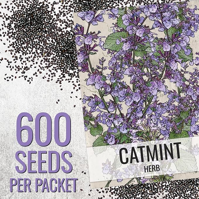 Seed Needs Catmint Seeds for Planting an Indoor/Outdoor Herb Garden - Non-GMO Heirloom & Untreated Herbal Plants - Great for Cats Nepeta mussinii (10 Packs)