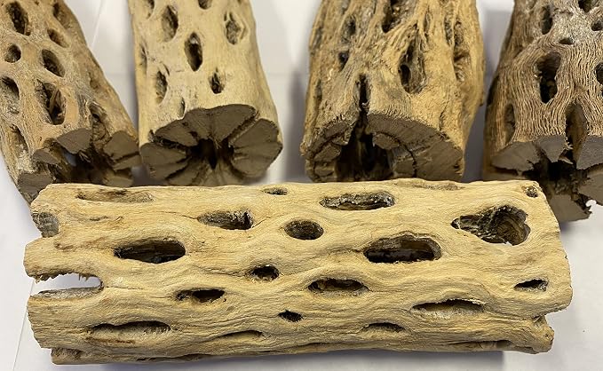 Awesome Aquatic XL Cholla Wood Tubes, Teddy Cane, 6" x up to 2" | XL Hideouts • Hollow tubes • Natural biofilm surface • Secure hideouts • Shrimp plecos hermit crabs reptiles • Natural décor