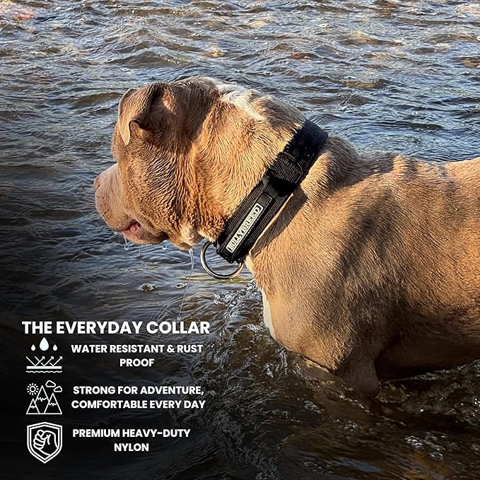Heavy Duty Dog Collar, Tactical Dog Collar, Dog Collars for Medium Dogs, Waterproof Dog Collar, Dog Training Collar, Quick-Release Metal Buckle, Adjustable Sizes – BULLYBREED (Black, Medium)
