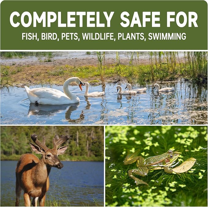 LMJP Muck Reducer for Ponds, Sludge Solution, Away Muck, Odor Control, 15LB | Pond & Lake Cleaning, Natural Beneficial Bacteria & Enzymes, Safe for Fish, Wildlife & Recreation, Treats Up To 90,000 Sq Ft