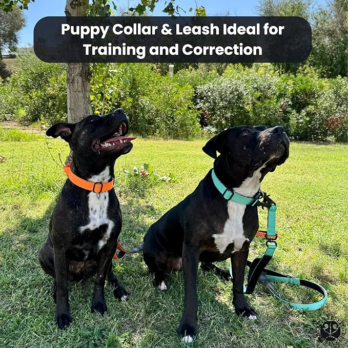 Tactical Dog Collar for Puppy, Heavy Duty Puppy Collar, Dog Collar for Small Dogs, Waterproof Dog Collar, Dog Training Collar, Quick-Release Buckle, Adjustable Sizes – BULLYBREED (Maroon Red, Small)