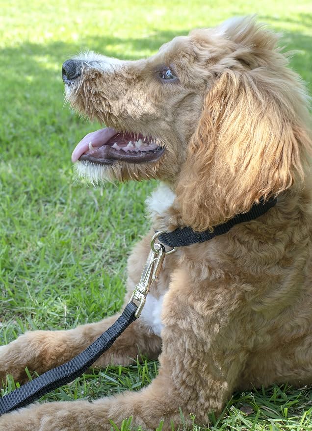 Country Brook Petz - Everyday Nylon Dog Collar and Leash - 10+ Cool Colors (3/8 Inch, 3XS, Black)