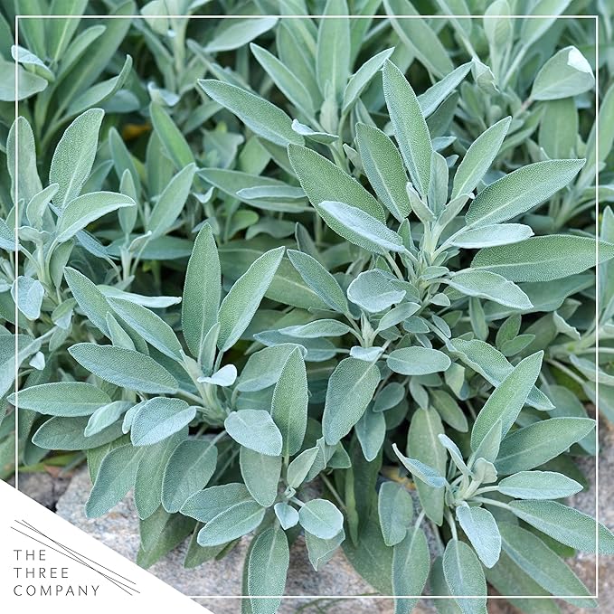 Live Aromatic and Edible Herb - Sage (4 Per Pack), Supports Memory and Brain Health, 8" Tall by 4" Wide in 1 Pint Pot