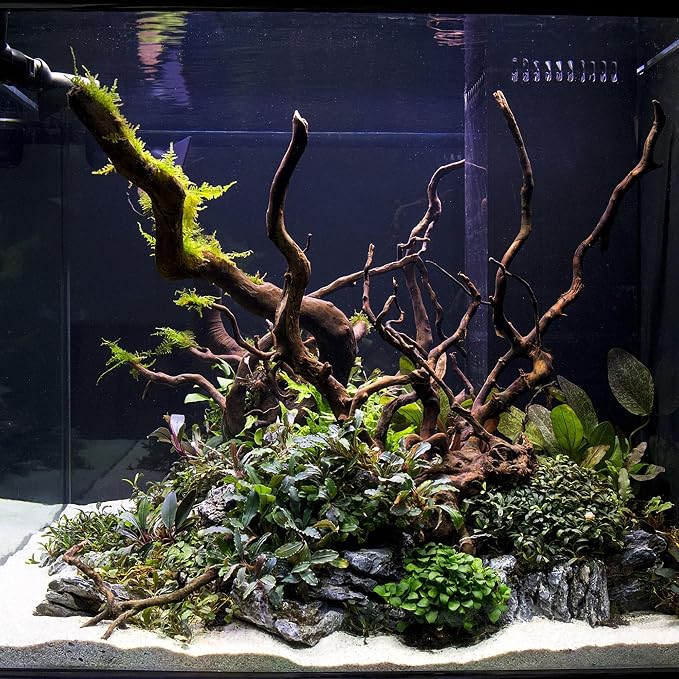 Ultum Nature Systems Driftwood - Spider Drift Wood for Fish Tank, Planted Tank, Terriarium, Paludarium - Versatile Natural Driftwood Decor, Events Wood Centerpiece - Spider Wood, Small (7-12")