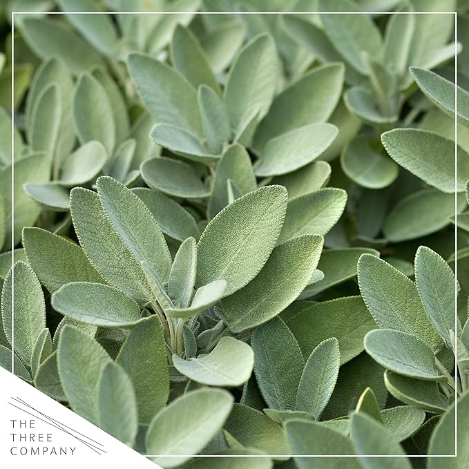 Live Aromatic and Edible Herb - Sage (4 Per Pack), Supports Memory and Brain Health, 8" Tall by 4" Wide in 1 Pint Pot