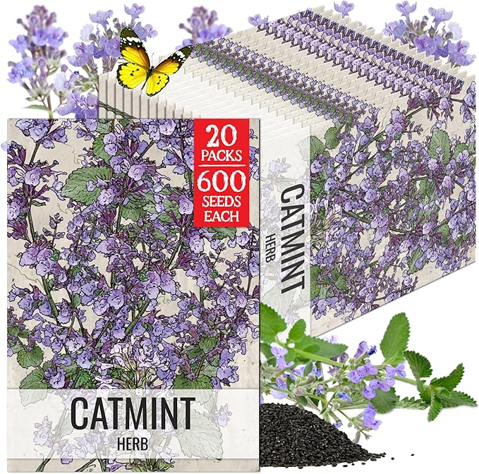 Seed Needs Catmint Seeds for Planting an Indoor/Outdoor Herb Garden - Non-GMO Heirloom & Untreated Herbal Plants - Great for Cats Nepeta mussinii (20 Packs)