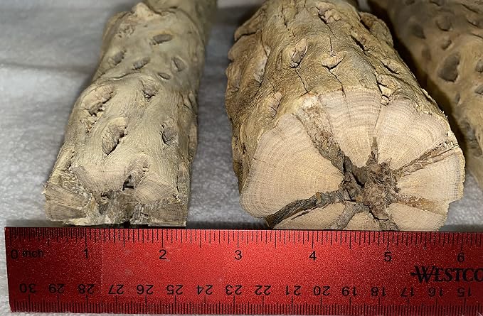 Awesome Aquatic XL Cholla Wood Tubes, Teddy Cane, 12" x 2–3" | XL Hideouts • Hollow tubes • Natural biofilm surface • Secure hideouts • Shrimp plecos hermit crabs reptiles • Natural décor