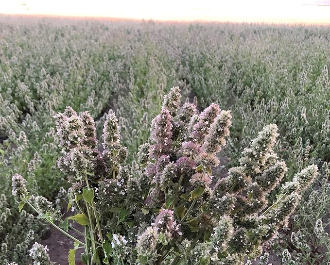 from The Field | Catnip Tea Bags | Ultimate Blend of Catnip & Silver Vine | Biodegradable, Non-GMO, Chemical-Free Refill Packs for Cat Toys | Safe, Potent, Mess-Free | 50 Pack, Made in USA