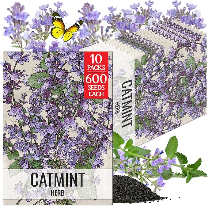 Seed Needs Catmint Seeds for Planting an Indoor/Outdoor Herb Garden - Non-GMO Heirloom & Untreated Herbal Plants - Great for Cats Nepeta mussinii (10 Packs)