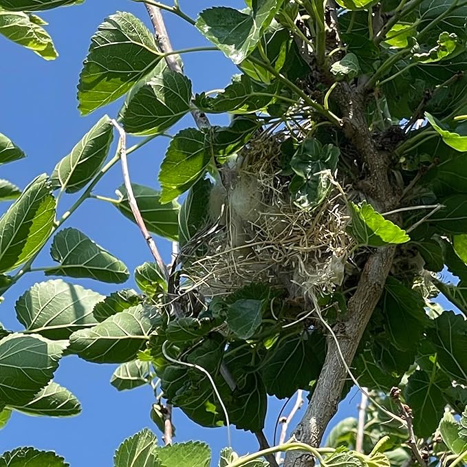 Songbird Essentials Nesting Material